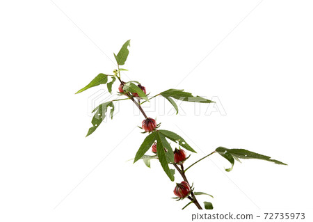 Roselle (Hibiscus sabdariffa) flower and fruit on white background. 72735973