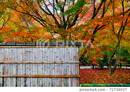 Bamboo fence and autumn leaves 72736037