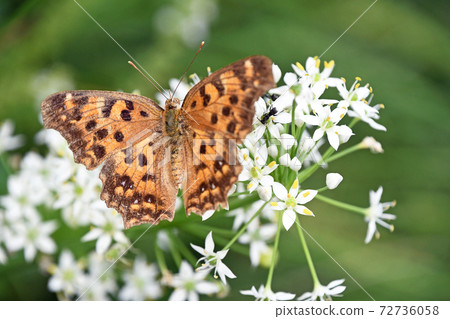 A comma that perches on a leek flower 72736058