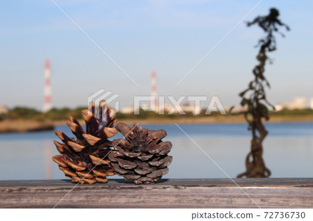 Two pine cones snuggling up along the lake 72736730