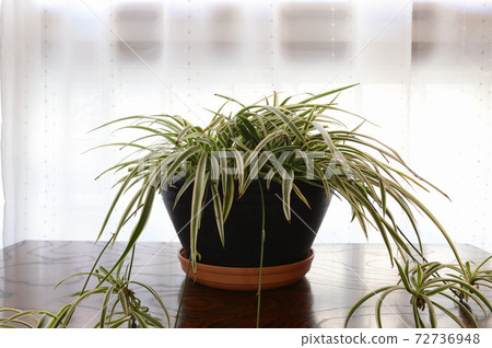 Chlorophytum potted plant 72736948