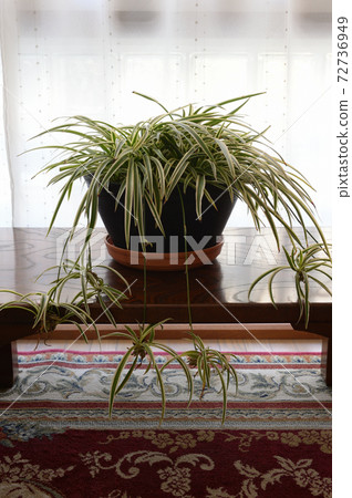 Orizururan盆栽植物 72736949