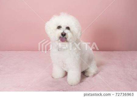 微笑視覺弗里斯 72736963