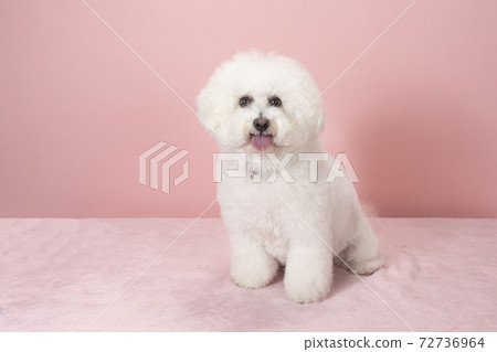 Vision Friese露出舌頭和微笑 Vision Friese露出舌頭和微笑 72736964