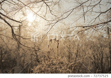 Maze of branches Light and frost Maze of branches Light and frost 72737525