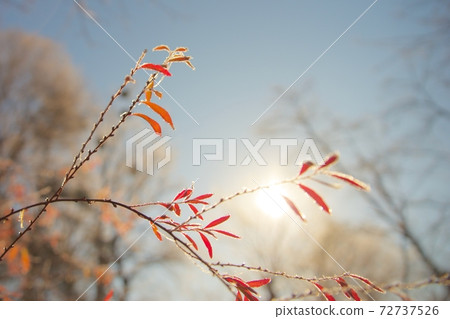 Frost sunrise and leaves Frost sunrise and leaves 72737526