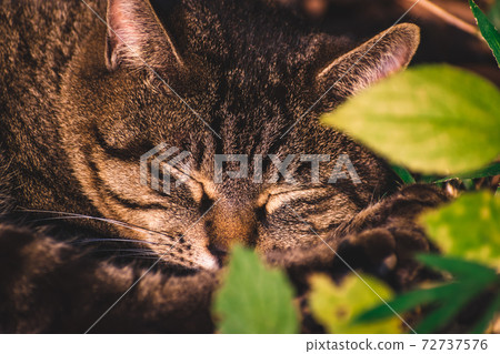 Stray cat taking a nap 72737576