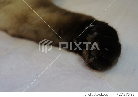 Cat's hand 72737585