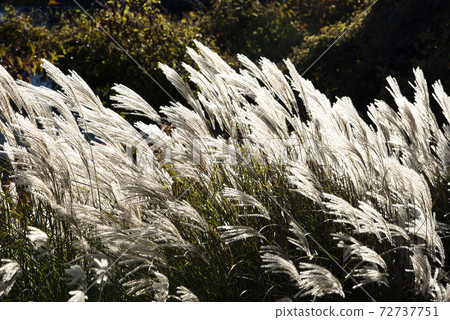 鈴木在風中搖曳(Miscanthus) 鈴木在風中搖曳(Miscanthus) 72737751