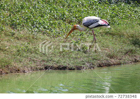 Close up The Painted Stork bird (Mycteria leucocephala) Close up The Painted Stork bird (Mycteria leucocephala) 72738348