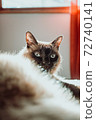 cat models in sunlight 72740141