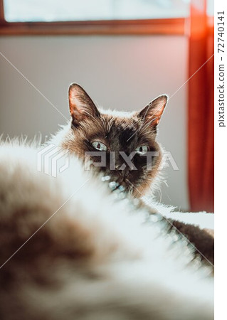 cat models in sunlight 72740141