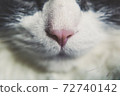 cat nose 72740142