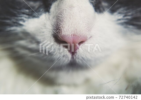 cat nose 72740142