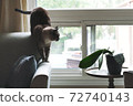cat on sofa near window 72740143