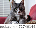 cat poses perfectly 72740144