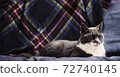 cat resting on sofa 72740145