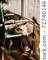 cat sits on a chair in the sun 72740146