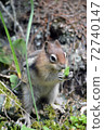 chipmunk close up eating 72740147