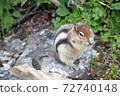 chipmunk munch 72740148