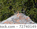 chipmunk on rock 72740149