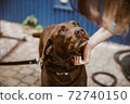 chocolate lab dog 72740150