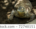 chubby komodo dragon 72740151