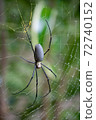close-up black poisonous spider 72740152