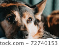 close-up brown and black dog 72740153