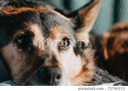 close-up brown and black dog 72740153