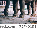 close-up of elephant feet 72740154