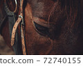 close-up of horses face 72740155