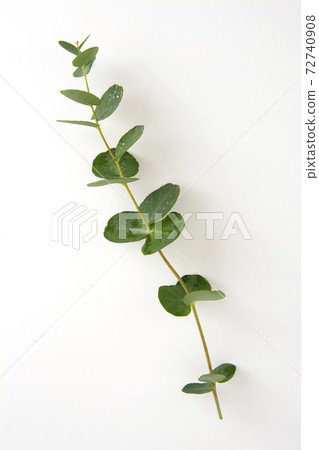 Natural eucalyptus live plant on white background, flat lay Natural eucalyptus live plant on white background, flat lay 72740908