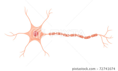 神經元的插圖 神經元的插圖 72741074