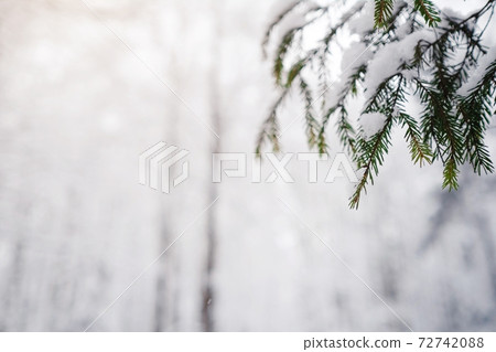 Pine trees are covered with snow on a frosty evening. Pine trees are covered with snow on a frosty evening. 72742088