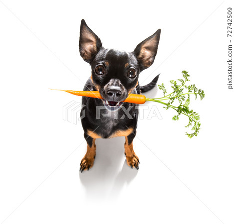 dog  with  healthy  vegan carrot in mouth 72742509