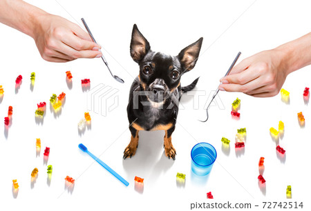 dental toothbrush dog dental toothbrush dog 72742514