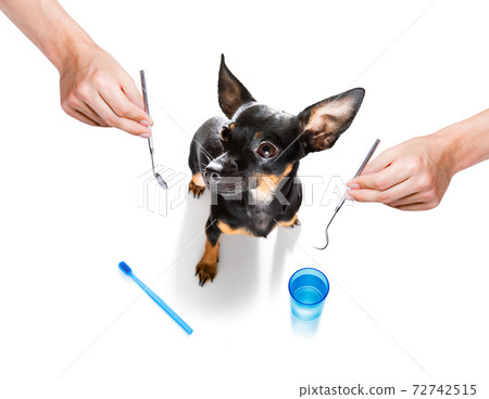 dental toothbrush dog dental toothbrush dog 72742515