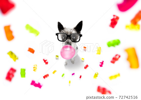 poodle dog eating sweet candies poodle dog eating sweet candies 72742516