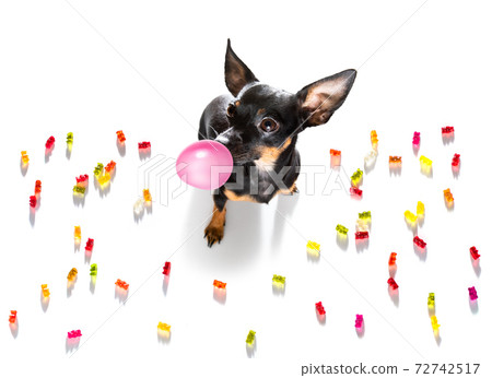 dog eating sweet candies or chewing bubble gum dog eating sweet candies or chewing bubble gum 72742517