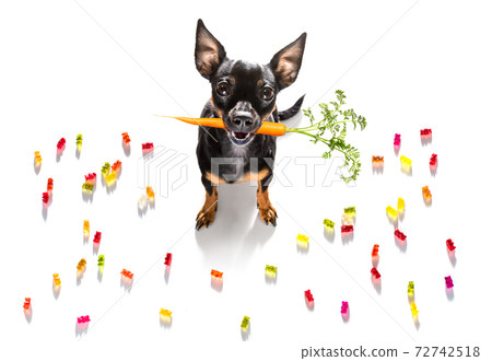 dog eating sweet candies or chewing bubble gum dog eating sweet candies or chewing bubble gum 72742518