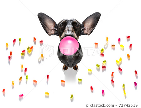 dog eating sweet candies or chewing bubble gum dog eating sweet candies or chewing bubble gum 72742519