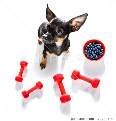 personal trainer dog personal trainer dog 72742520