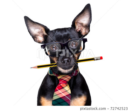 dog with pencil at the office dog with pencil at the office 72742523