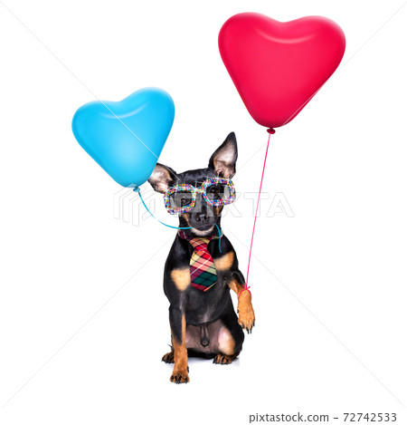 happy birthday dog happy birthday dog 72742533