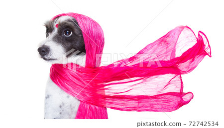 india diva chic dog 72742534