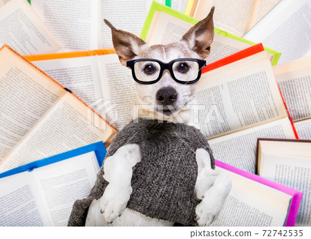dog reading books dog reading books 72742535