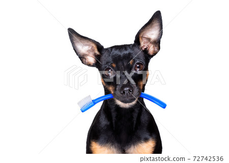 dental toothbrush dog dental toothbrush dog 72742536