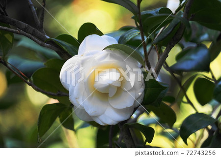 白花 白花 72743256