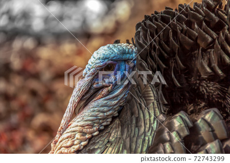 The Creature [Turkey] 72743299